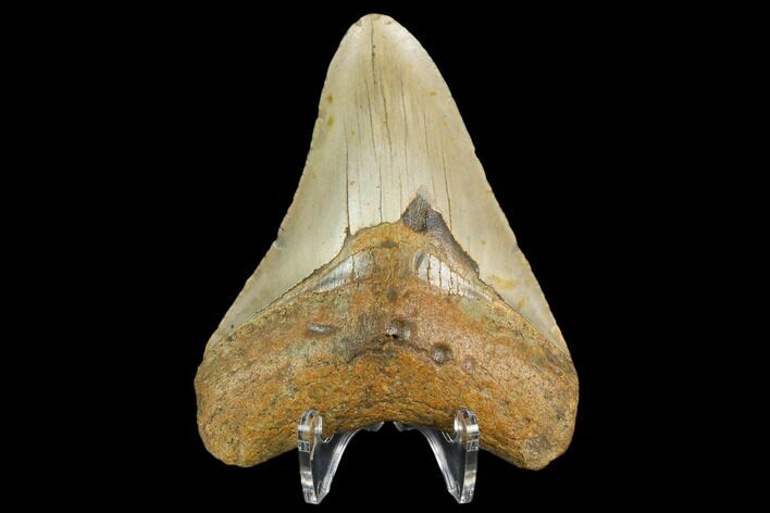 Fossil Megalodon Tooth - North Carolina #124949